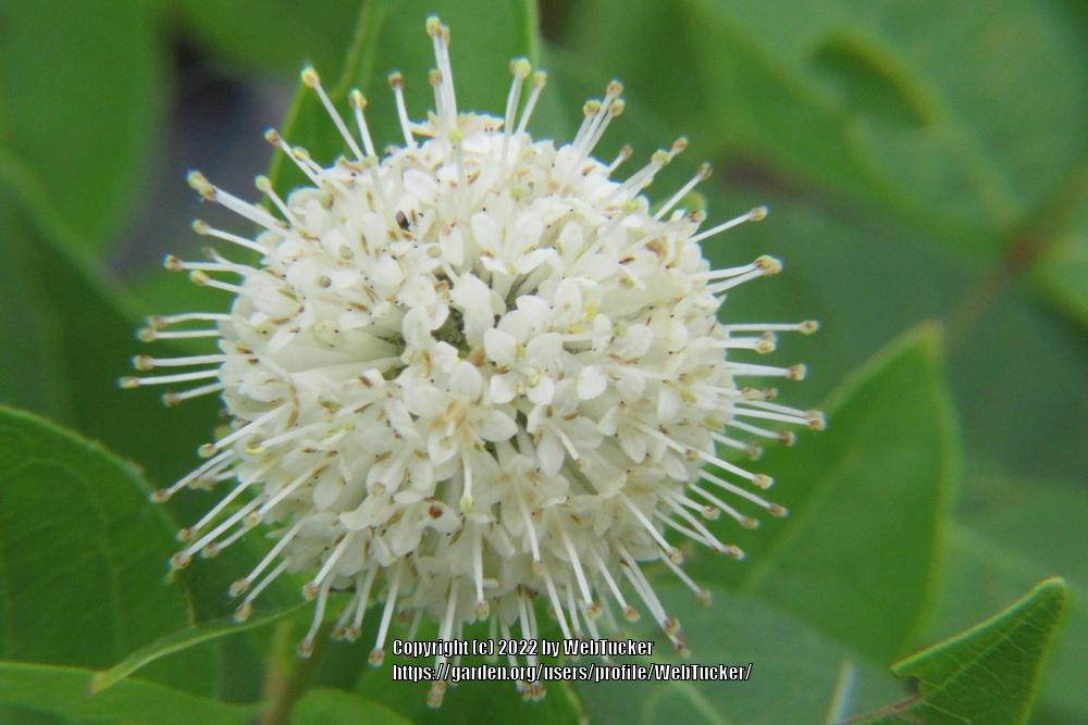 Photo of Buttonbush (Cephalanthus occidentalis) uploaded by WebTucker