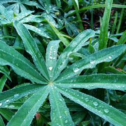 Location: Eagle Bay, New York
Date: 2022-08-23
Russell Lupine (Lupinus regalis) leaves, in the rain