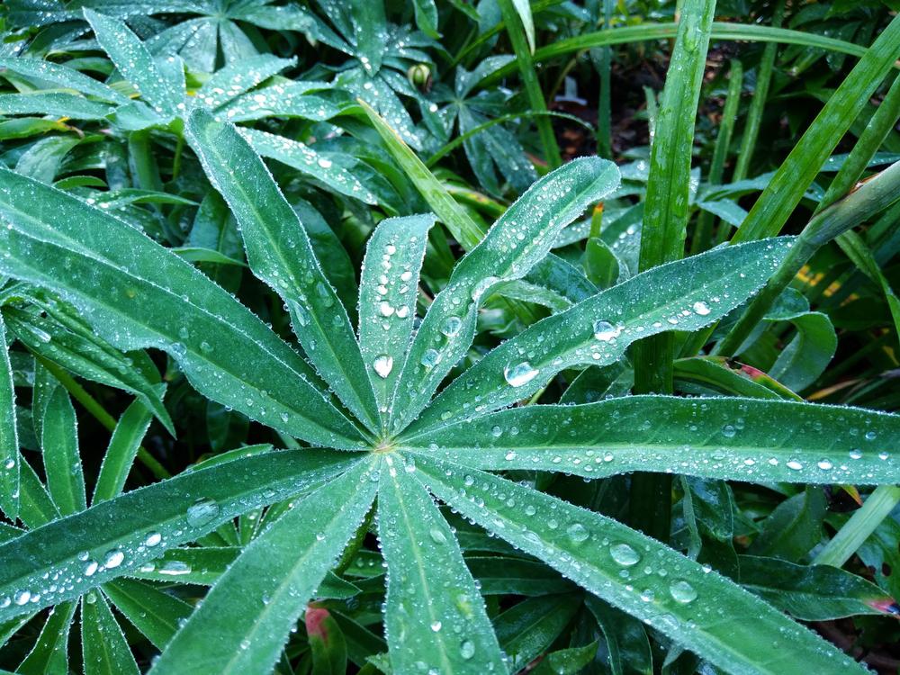 Photo of Russell Lupine (Lupinus regalis) uploaded by adknative