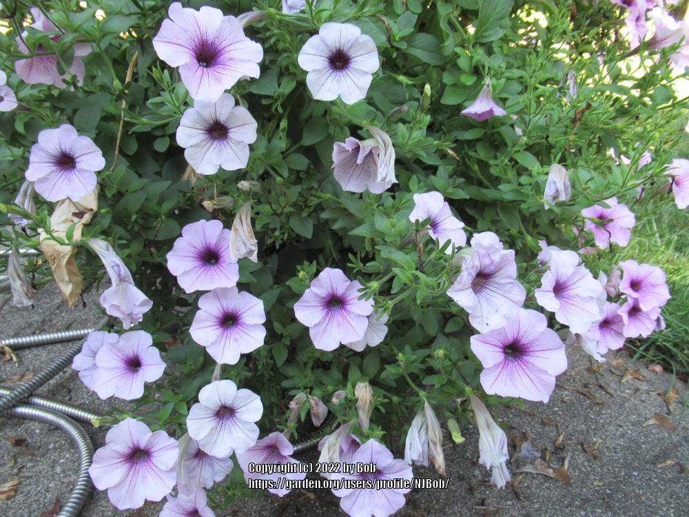 Photo of Multiflora Spreading/Trailing Petunia (Petunia Easy Wave® Plum Vein) uploaded by NJBob