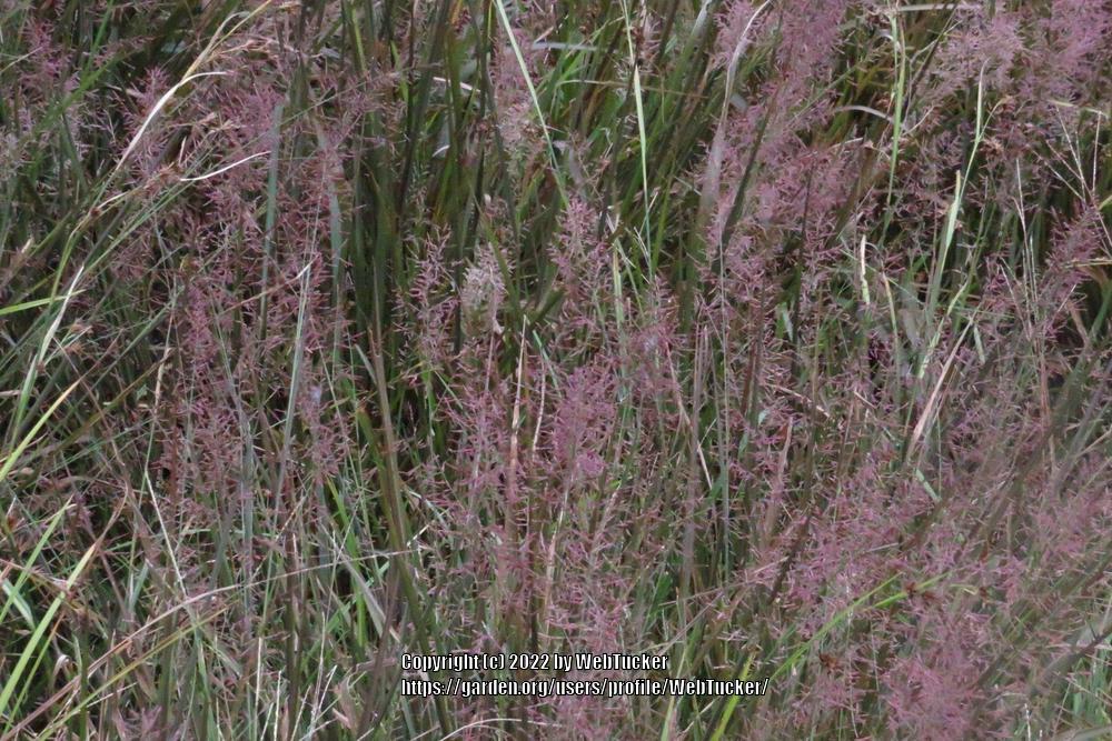 Photo of Purple Lovegrass (Eragrostis spectabilis) uploaded by WebTucker
