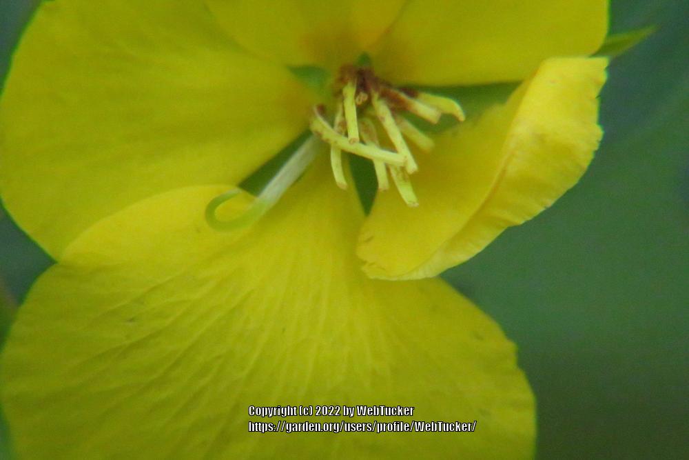 Photo of Partridge Pea (Chamaecrista fasciculata) uploaded by WebTucker