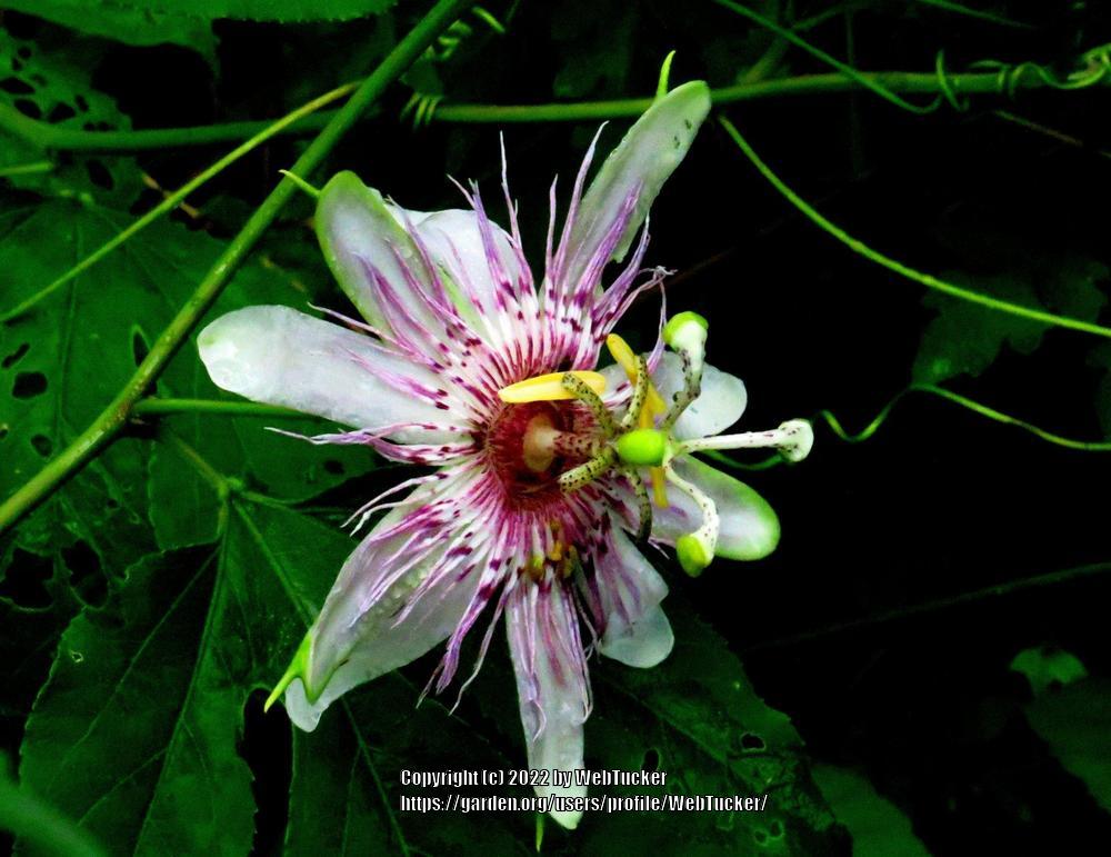 Photo of Maypop (Passiflora incarnata) uploaded by WebTucker