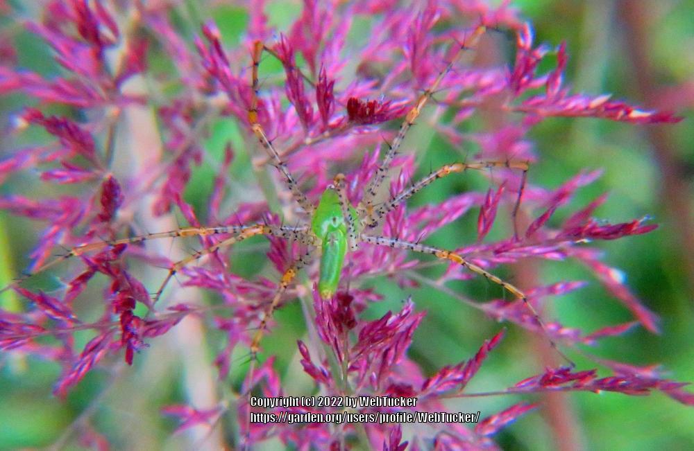 Photo of Purple Lovegrass (Eragrostis spectabilis) uploaded by WebTucker