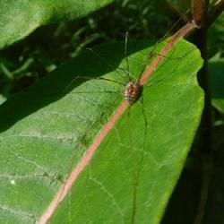 Location: Eagle Bay, New York
Date: 2022-08-23
Daddy Long-legs aka 'harvestman' on milkweed - red dot is parasit