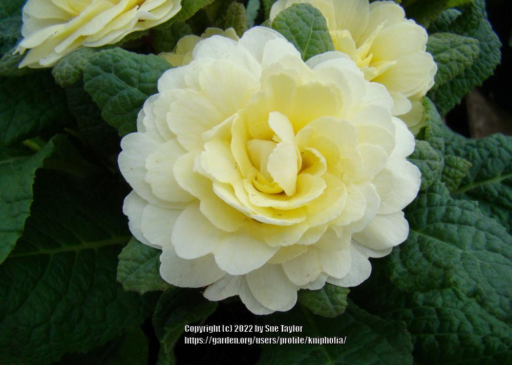 Photo of English Primrose (Primula vulgaris Belarina® Cream) uploaded by kniphofia