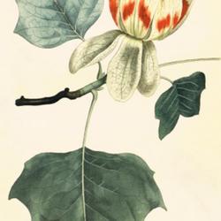 
Date: 1794
illustration from 'The Botanical Magazine', 1794