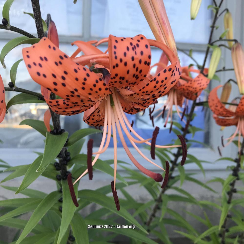 Photo of Tiger Lily (Lilium lancifolium) uploaded by sedumzz