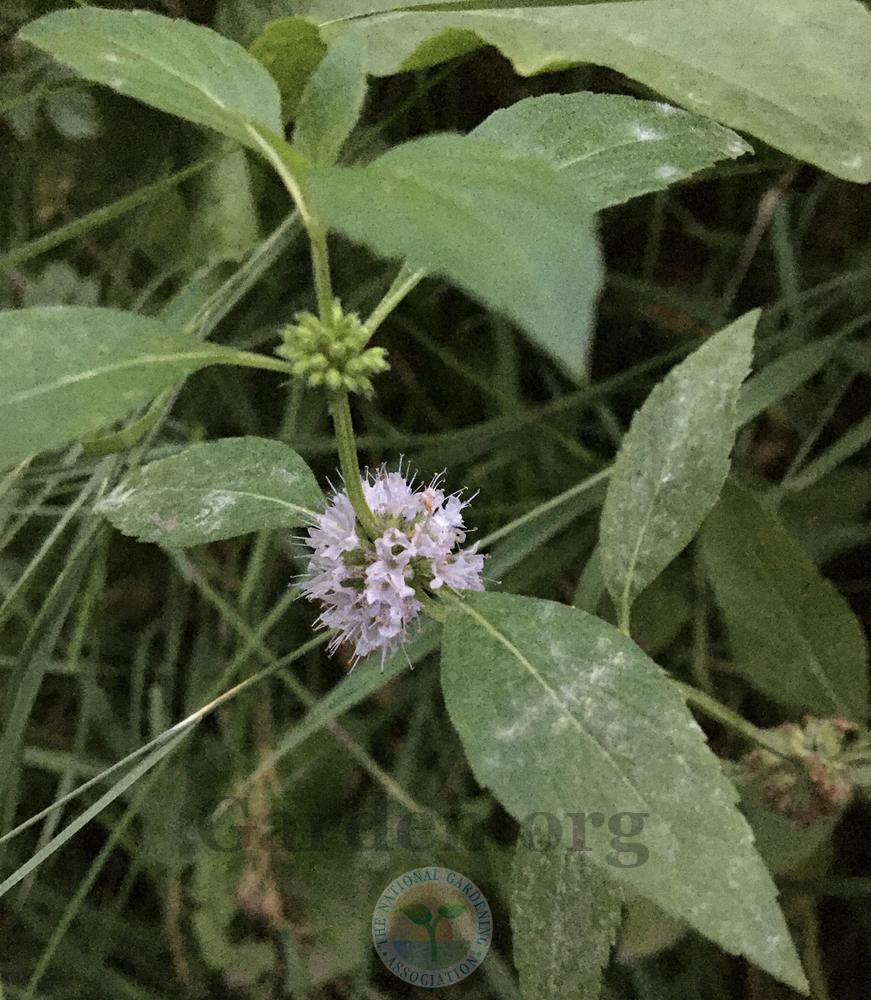 Photo of Field Mint (Mentha canadensis) uploaded by BlueOddish