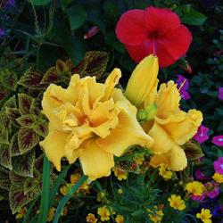 Location: My garden- August rebloom 
Date: 2022-08-25
Dutch Yellow Truffle