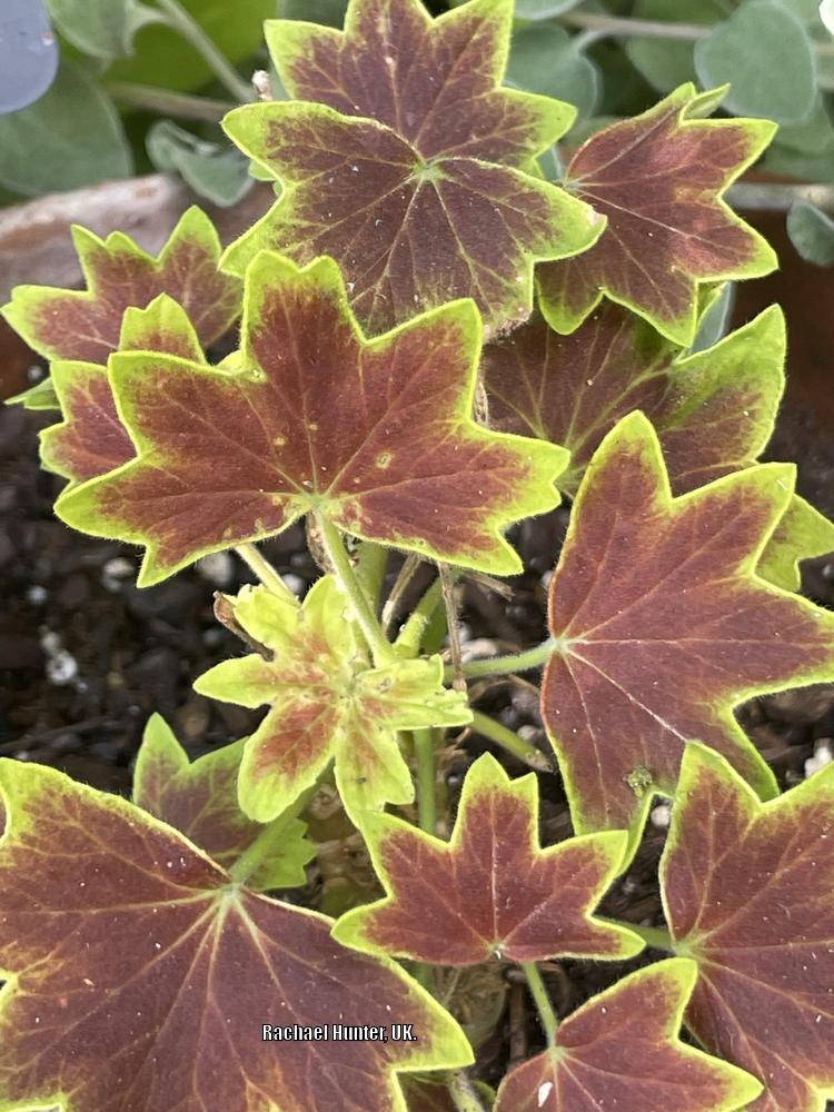 Photo of Zonal Geranium (Pelargonium x hortorum 'Vancouver Centennial') uploaded by RachaelHunter
