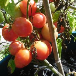 Location: Eagle Bay, New York
Date: 2022-08-24
Dwarf Tomato (Solanum lycopersicum 'Ampeltomate Himbeerfarbig') e