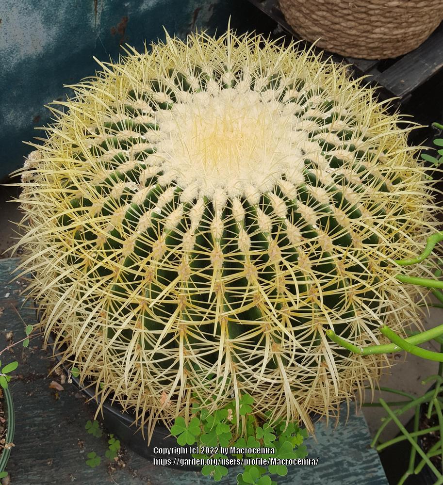 Photo of Golden Barrel Cactus (Kroenleinia grusonii) uploaded by Macrocentra
