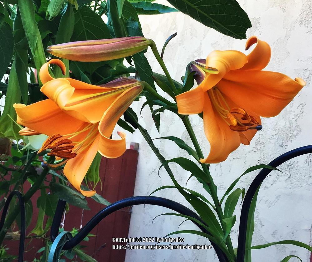 Photo of Lily (Lilium African Queen) uploaded by carlysuko