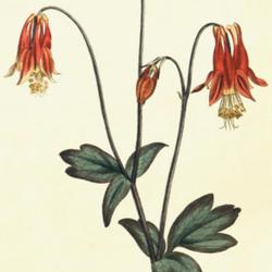 
Date: 1794
illustration by Sydenham Edwards from 'The Botanical Magazine', 1