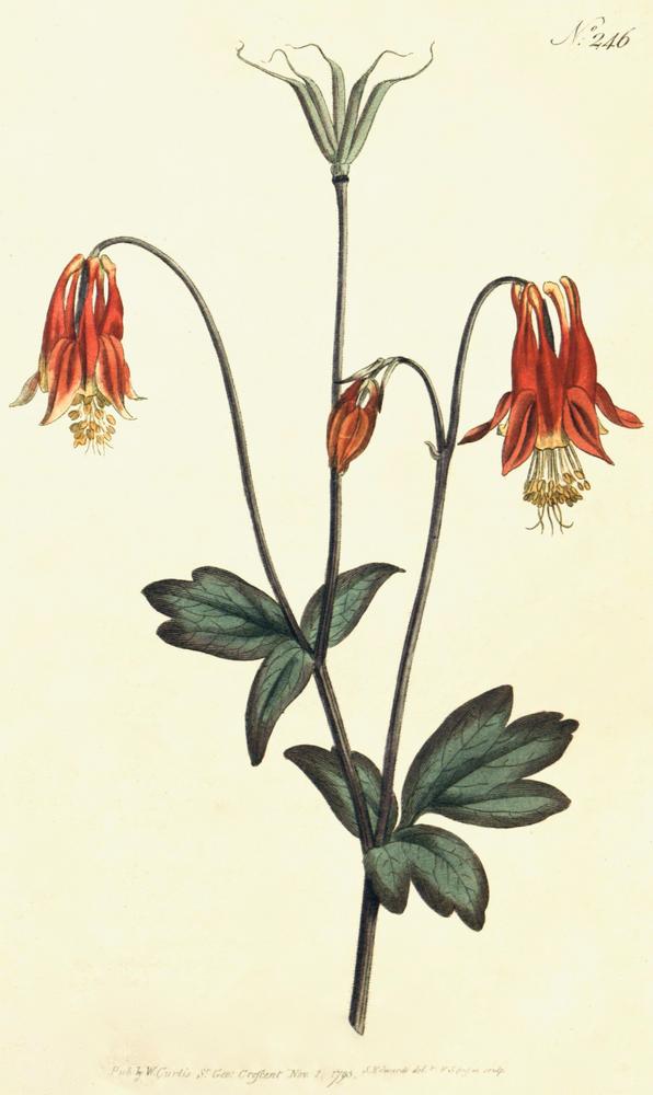 Photo of Eastern Red Columbine (Aquilegia canadensis) uploaded by scvirginia