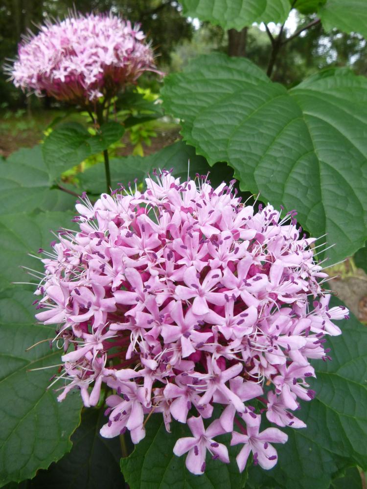 Photo of Cashmere Bouquet (Clerodendrum bungei) uploaded by scvirginia