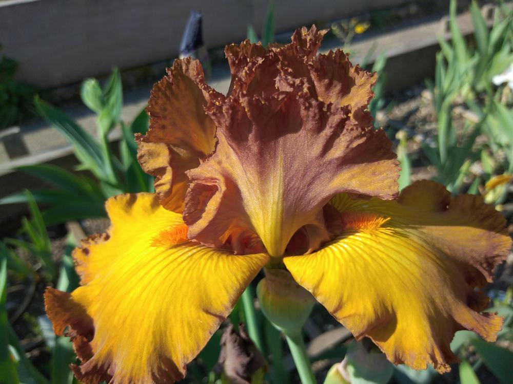Photo of Tall Bearded Iris (Iris 'Tabac Blond') uploaded by Sanja
