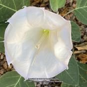 Datura in late August in my Sonoran Desert of Arizona home