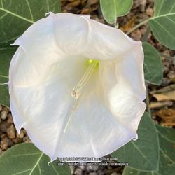 Location: Sun Lakes, AZ
Date: 2022-08-26
Datura in late August in my Sonoran Desert of Arizona home