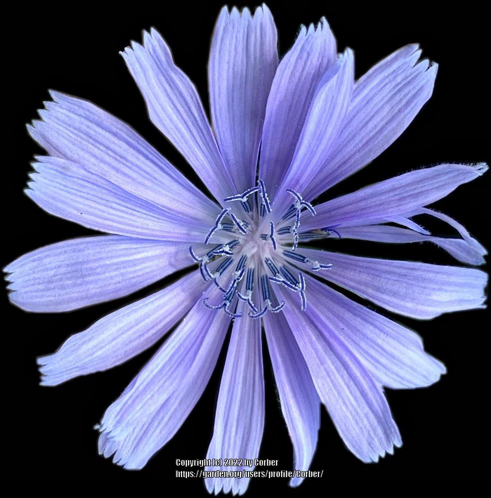 Photo of Chicory (Cichorium intybus) uploaded by Corber