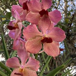 Location: My garden in Tampa, Florida
Date: 2022-08-27
My Vanda by Motes.