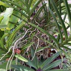 Location: My garden in Tampa, Florida
Date: 2022-08-27
My quarter terete Vanda stem. My
