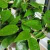 Hoya verticillata Black Margin, clusters of pointy leaves with pr