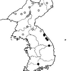 Location: Korea
range of Acer barbinerve in the Korean peninsula