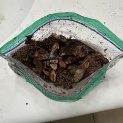 Location: Irvine, California, USA
Date: 8/28/2022
soaked bearded maple seeds in bag with peat moss