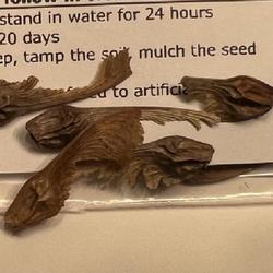 Location: Irvine, California, USA
Date: 8/26/2022
bearded maple seeds before soaking