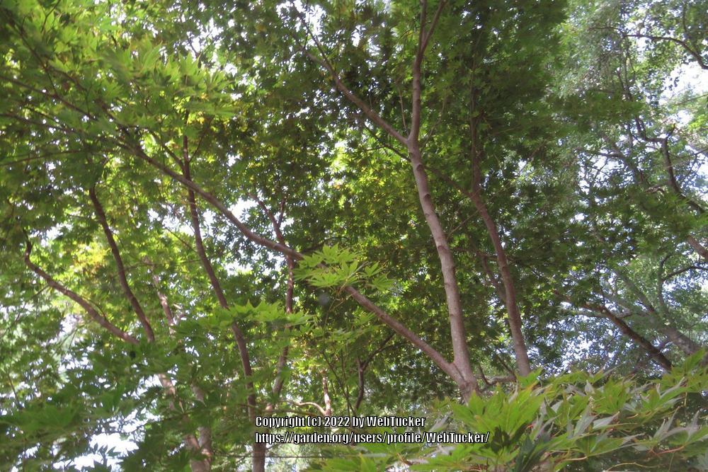 Photo of Japanese Maple (Acer palmatum) uploaded by WebTucker