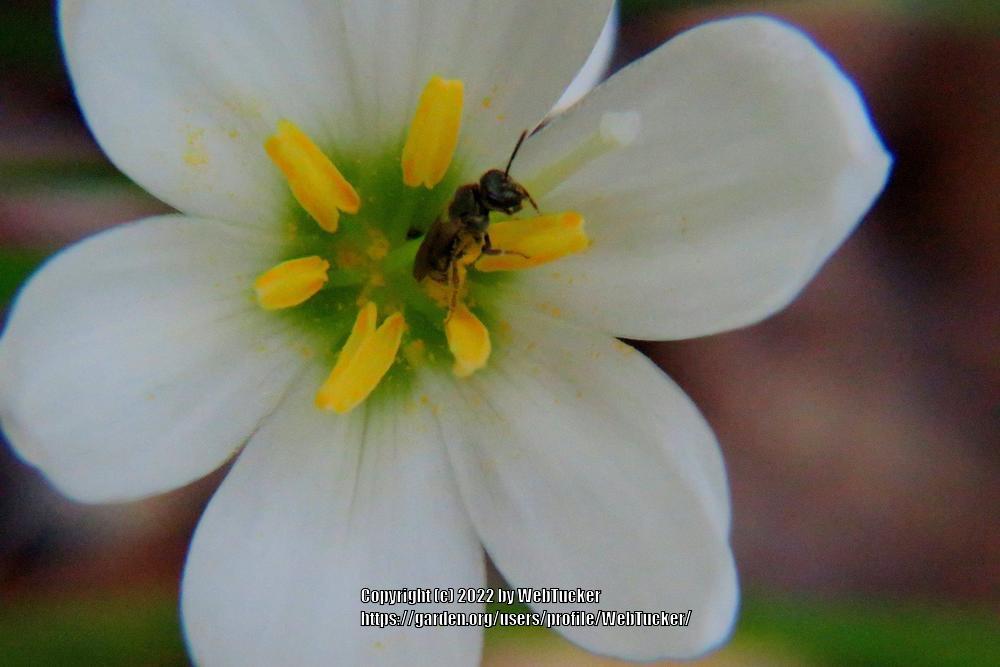 Photo of Rain Lily (Zephyranthes candida) uploaded by WebTucker