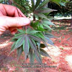 Location: Southern Pines, NC (Boyd House garden)
Date: August 28, 2022
Japanese Maple #95 nn; LHB page 637, 114-1-16, "Ancient classical
