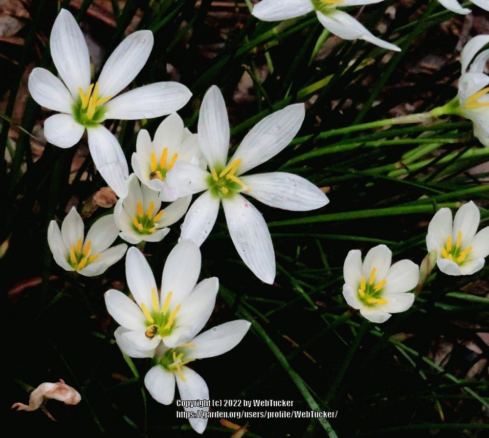 Photo of Rain Lily (Zephyranthes candida) uploaded by WebTucker