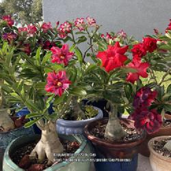 Location: My garden in Tampa, Florida
Date: 2022-08-29
My desert rose collection in bloom.