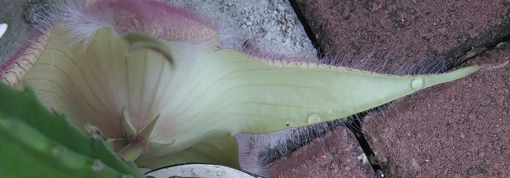 Photo of Starfish Plant (Ceropegia gigantea) uploaded by purpleinopp