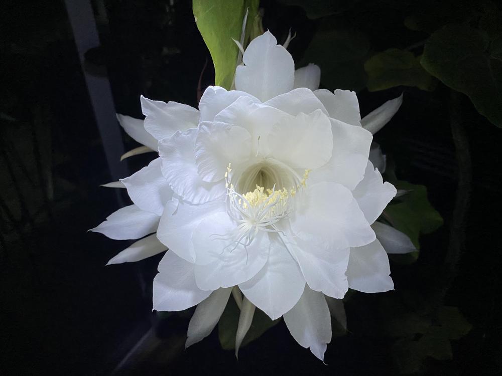 Photo of Queen of the Night (Epiphyllum oxypetalum) uploaded by Ursula