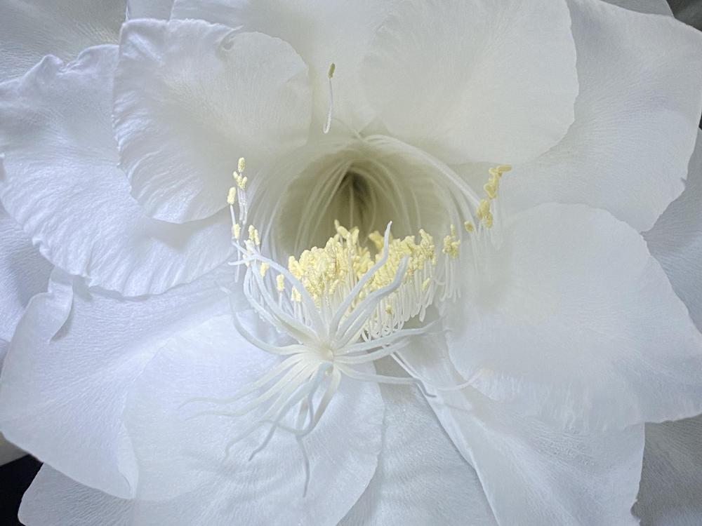 Photo of Queen of the Night (Epiphyllum oxypetalum) uploaded by Ursula