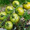 Tomato (Solanum lycopersicum 'Campari')