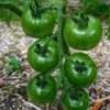 Tomato (Solanum lycopersicum 'Italian Ice') turns pale yellow / w