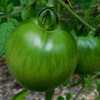 Tomato (Solanum lycopersicum 'Ultra Boy') still in green stage