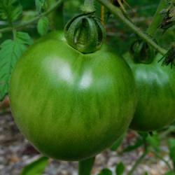 Location: Eagle Bay, New York
Date: 2022-08-29
Tomato (Solanum lycopersicum 'Ultra Boy') still in green stage