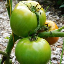 Location: Eagle Bay, New York
Date: 2022-08-29
Tomato (Solanum lycopersicum 'Moskvich') ripening stages