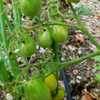 Tomato (Solanum lycopersicum 'Ildi') in stages of ripening