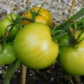 Tomato (Solanum lycopersicum 'Manitoba') stages of ripening