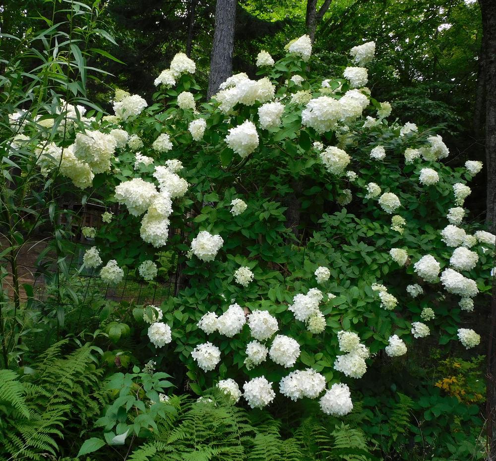 Photo of Panicle Hydrangea (Hydrangea paniculata Limelight™) uploaded by adknative