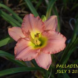 Location: my garden/ 8b Louisiana
Date: 2022-07-05 09:32am