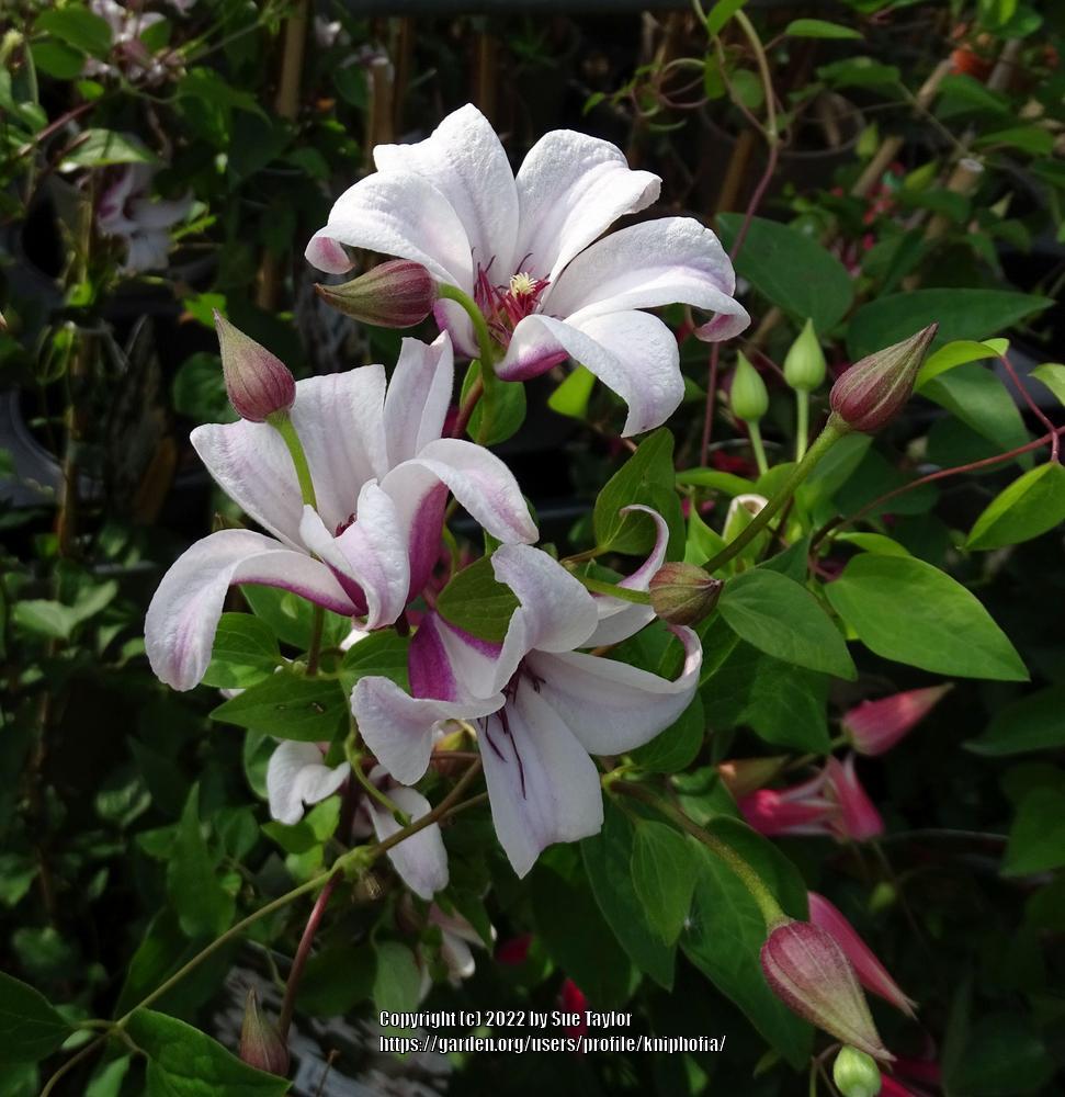 Photo of Clematis (Clematis texensis Princess Kate™) uploaded by kniphofia