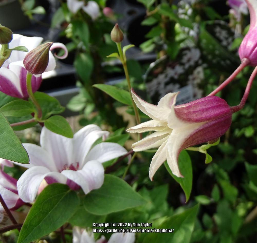 Photo of Clematis (Clematis texensis Princess Kate™) uploaded by kniphofia